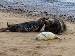 Atlantic Grey Seal