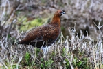 Red Grouse