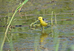 May to June 2016 - Citrine Wagtail