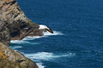 Black-browed Albatross