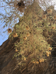 White-browed Sparrow Weaver nests