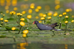 Moorhen - Gallinula ch...