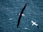 Black-browed Albatross