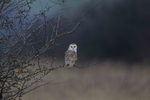 Barn Owl