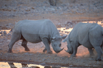 Males fighting