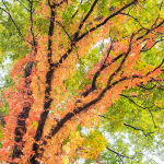 VIRGINIA CREEPER #2 - NORFOLK COUNTY