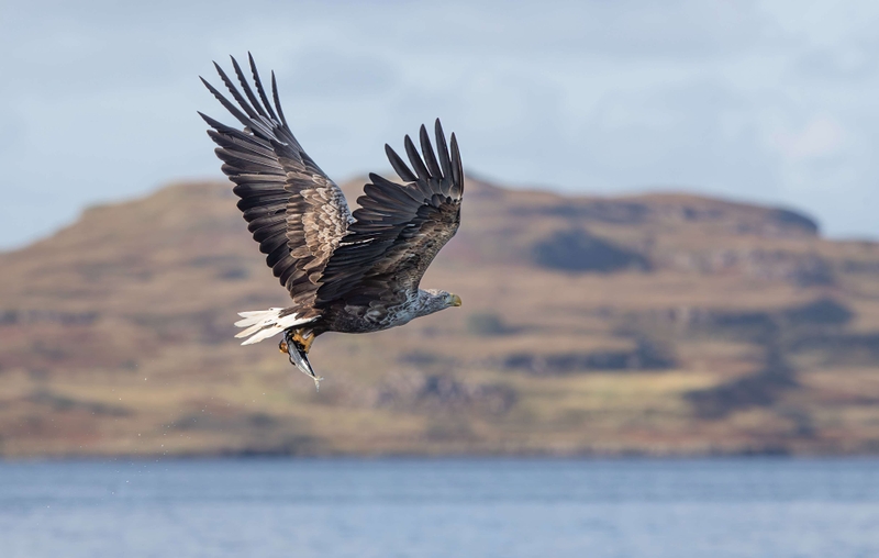 White Tailed Eagle - Isle of Mull - Scotland