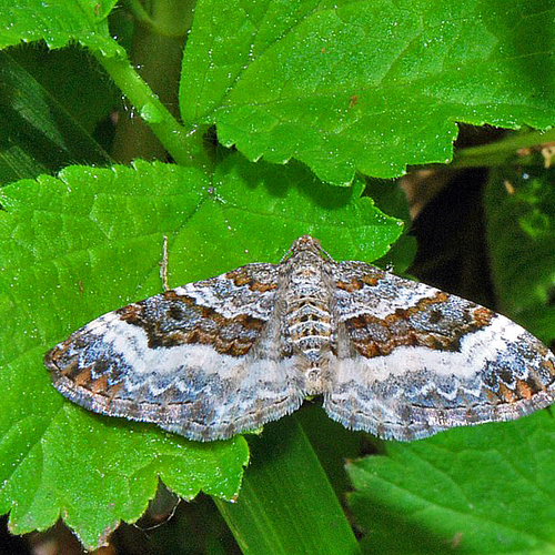 One of the more colorful of moths, the White-banded Toothed Carpet's habitat is within meadows or grassy areas border…