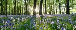 #45  Killinthomas Bluebell Wood Panoramic
