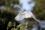 Great Egret flying, wings forward - Venice Rookery, Florida