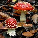 Fly Agaric (05)