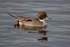 Pintail