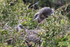 Great Blue Heron nest, Venice Rookery, Florida