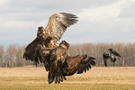 White-tailed Eagle   (confrontation)