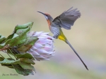 Gurney's Sugarbird 1