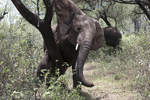 Elephant is scratching himself