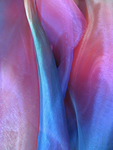 Calla