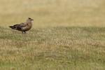 Great Skua standing, Jokulsarlon, Iceland