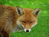 Red Fox