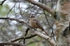 Siberian Jay