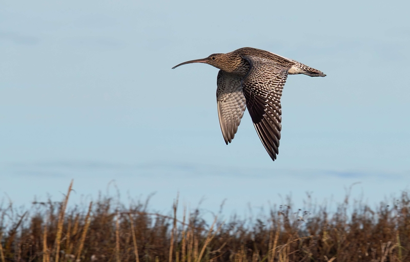 Eurasian Curlew - Dee Estuary - North Wales