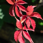 Autumn colour Virginia creeper (Parthenocissus quinquefolia)