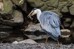 Worth the wait! - Grey Heron with breakfast!