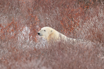 Polar Bear resting in willow, Churchill, Canada