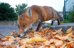 Urban fox close up in Bristol environment _0009