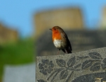 Robin