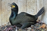 Shag