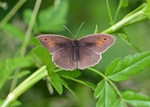 Meadow Brown