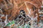 Woodcock