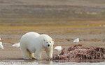 Pregnant female and beluga's carcass