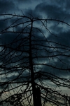 Coud Tree Replicate