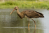 Black Stork  (juv)