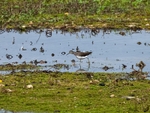 Green Sandpiper