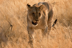 Lioness, Panthera Leo