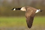 Canada Goose Fly-by
