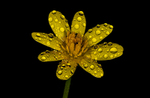 Lesser Celandine