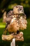 Indian eagle owl bubo bengalensis_2079