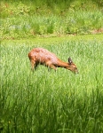 Island Deer