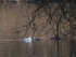 Smew
