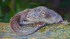 River Otter, Costa Rica