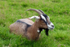 Pygmy Goat - P1100345