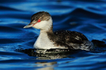 Slavonian Grebe, Farmoor Reservoir