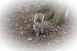 Squirrel 9