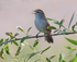 Cetti's Warbler