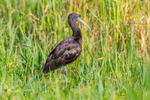 Glossy Ibis Plegadis falcinellus-5531