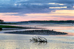 Newport Estuary Island Sanctuary